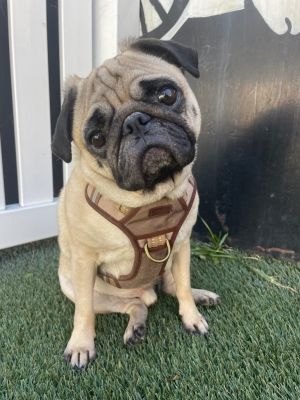 Mamba Pug Dog
