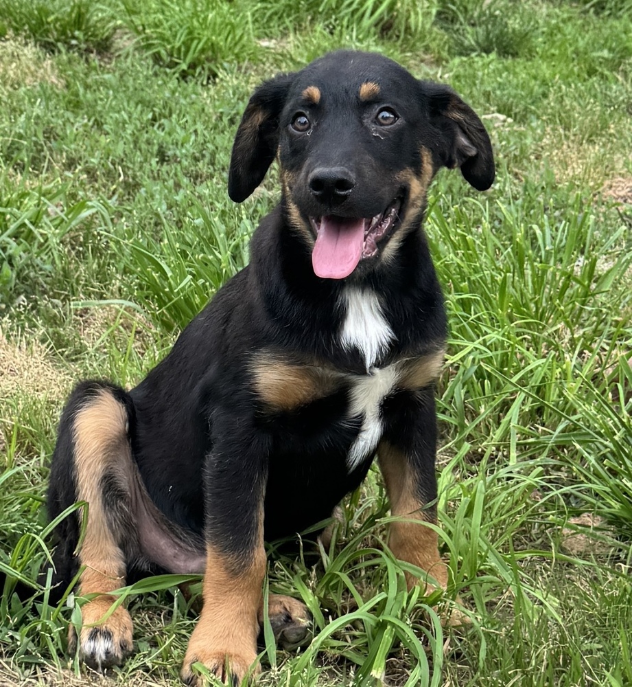 Stan - brother to Ollie