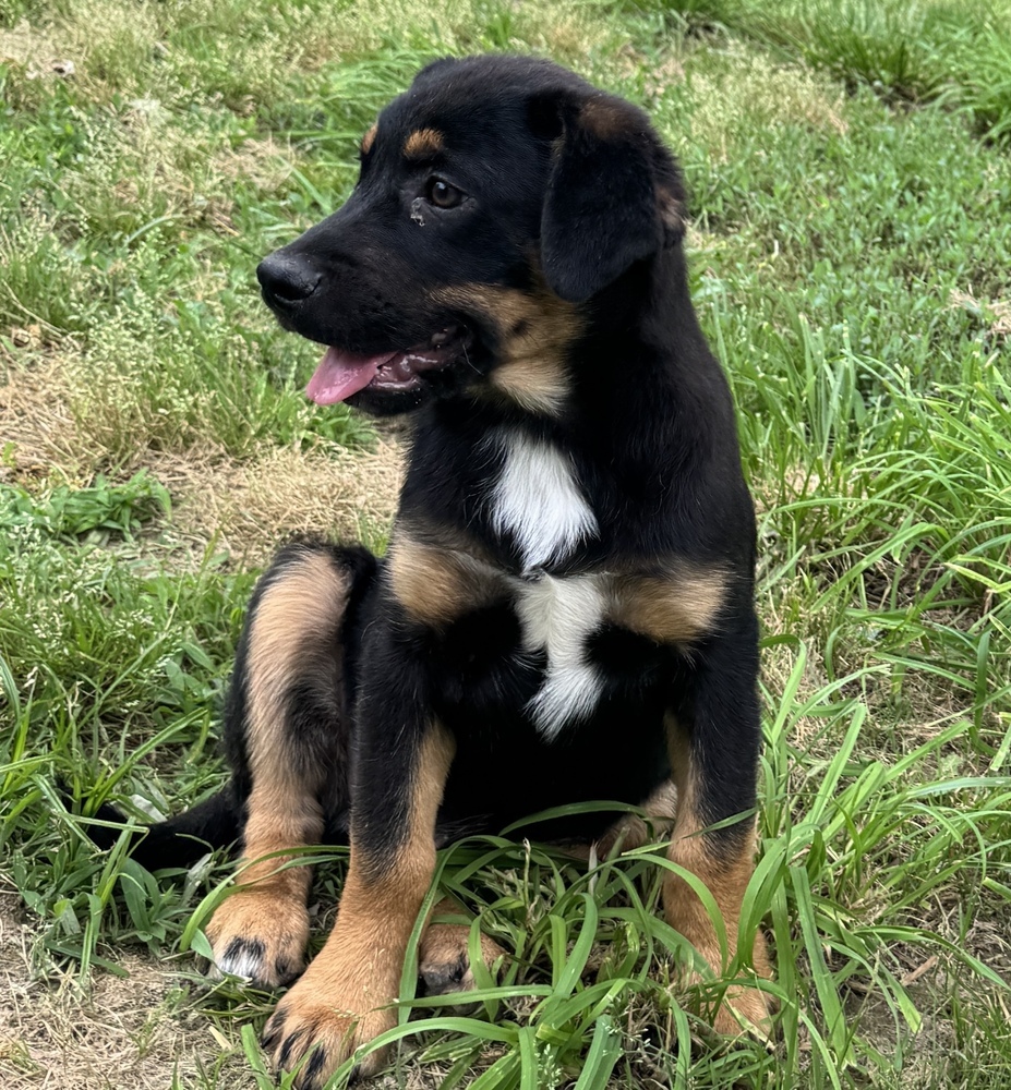 Stan - brother to Ollie