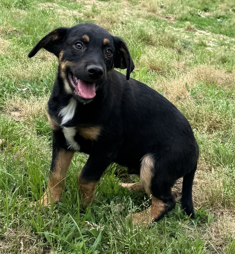 Stan - brother to Ollie
