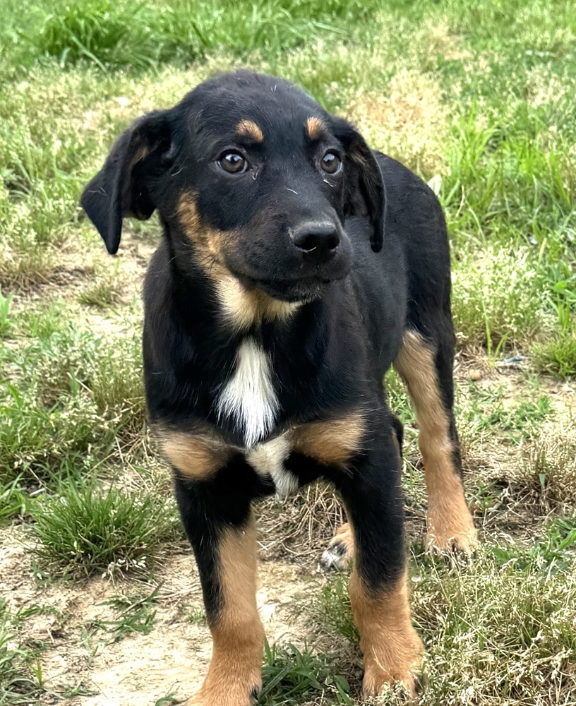 Stan - brother to Ollie