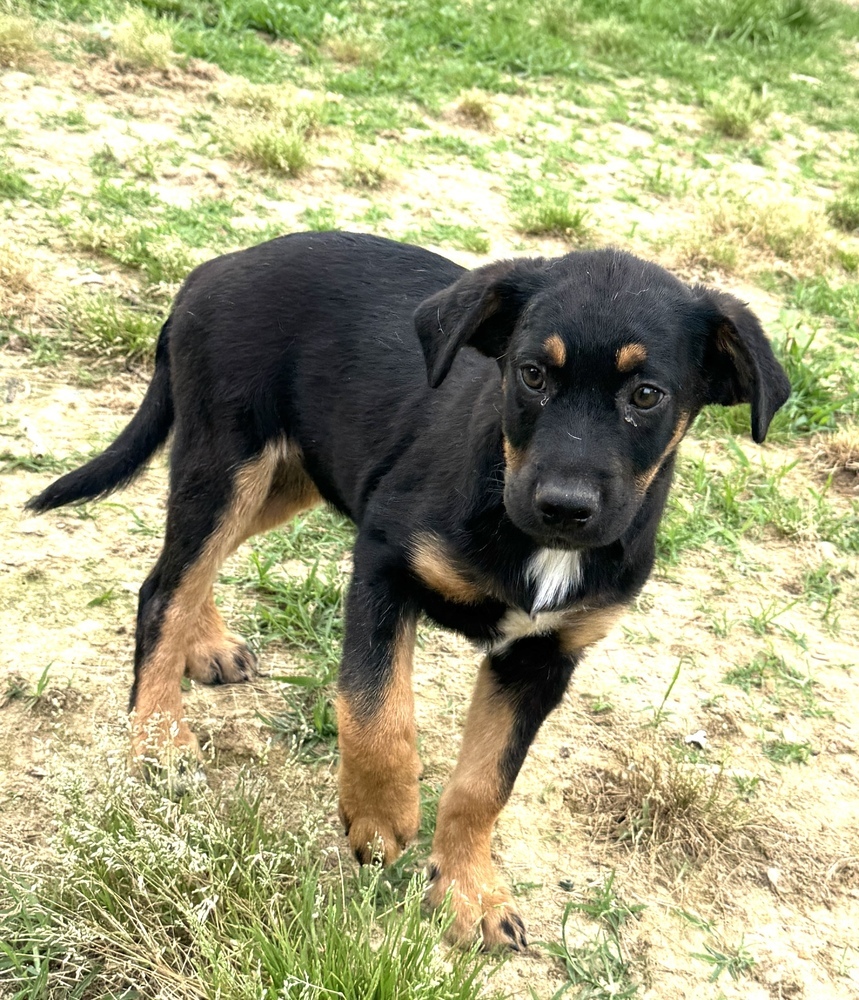 Stan - brother to Ollie