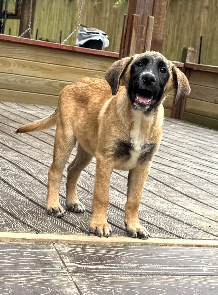 Ollie - brother to Stan