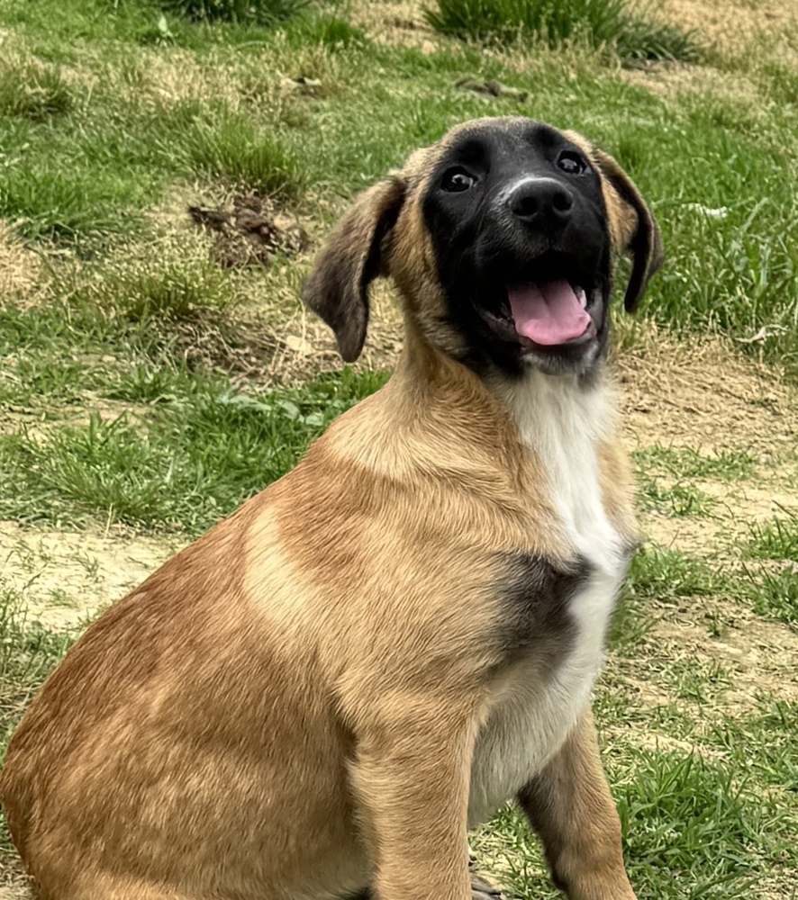 Ollie - brother to Stan