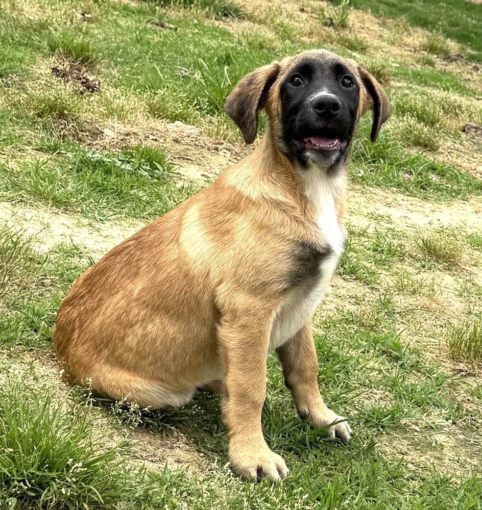 Ollie - brother to Stan