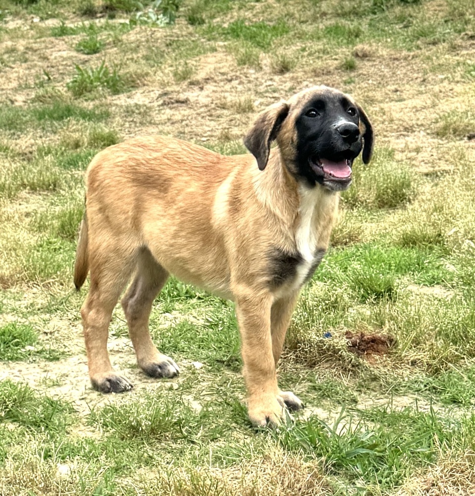 Ollie - brother to Stan