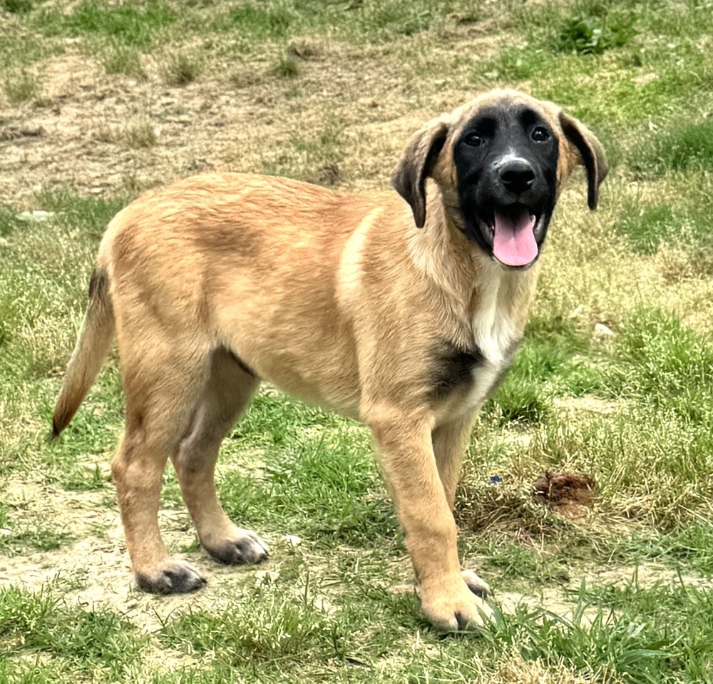 Ollie - brother to Stan