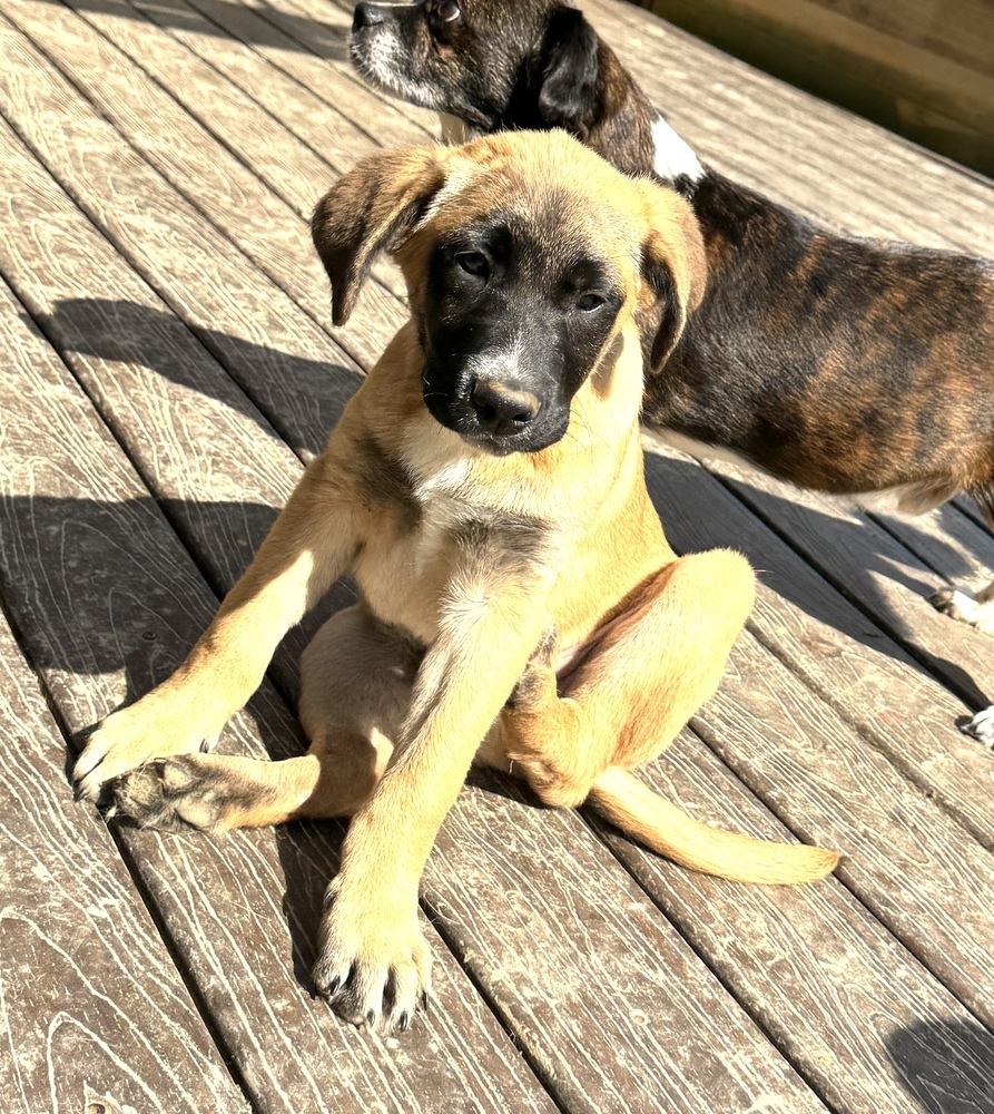 Ollie - brother to Stan