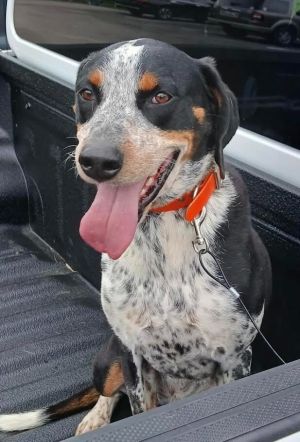 Sophie Bluetick Coonhound Dog