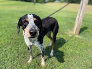 Sophie is a 54 lb approximately two year old blue tick coonhound She is medium energy and very swe