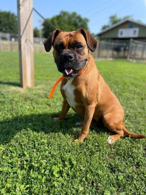 Daisy Boxer Dog