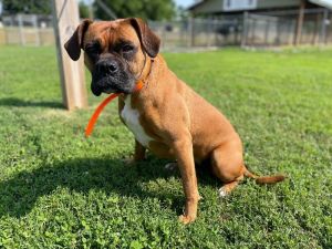 Daisy is a 64 lb approximately 3 year old female boxer Sweet girl medium energy Seems to really 