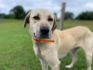 Nala Anatolian Shepherd Dog