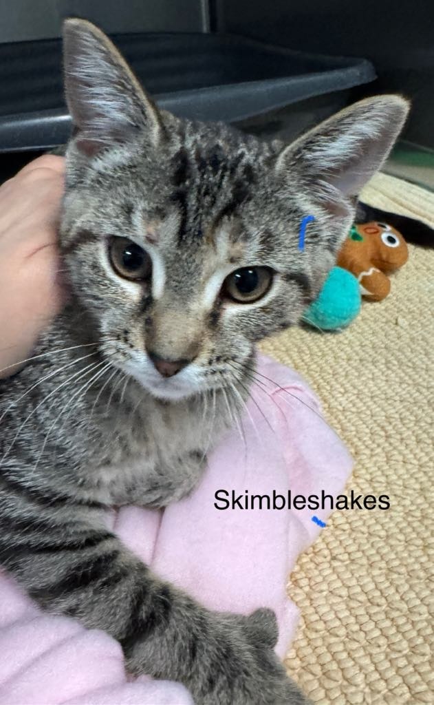 Skimbleshakes