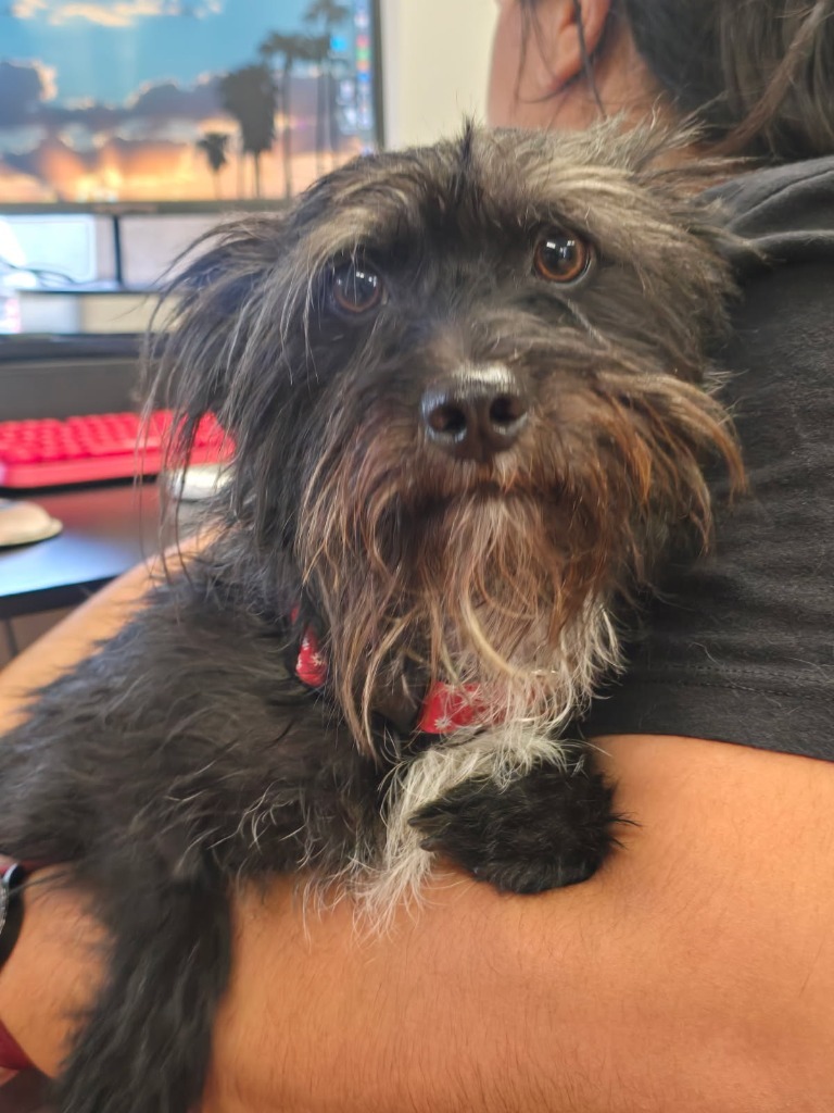 Selena, an adoptable Havanese, Mixed Breed in Coachella, CA, 92236 | Photo Image 1