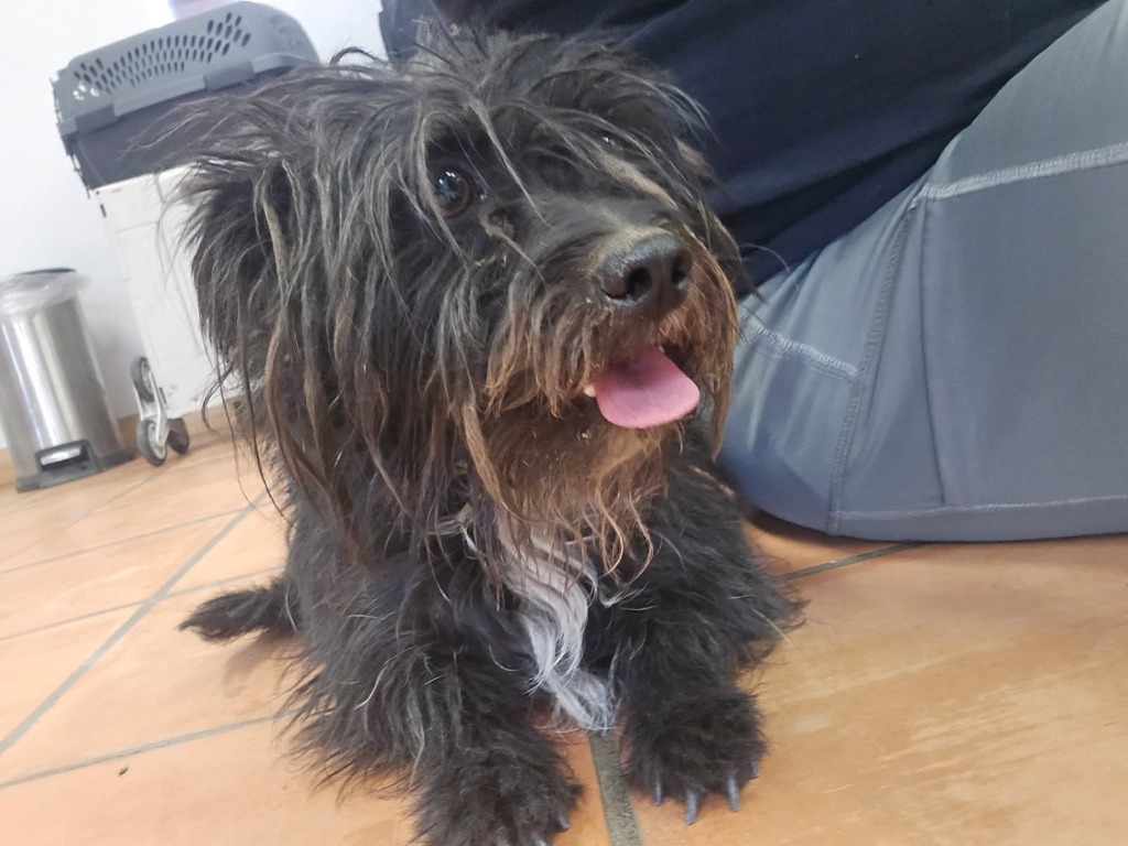 Selena, an adoptable Havanese, Mixed Breed in Coachella, CA, 92236 | Photo Image 2