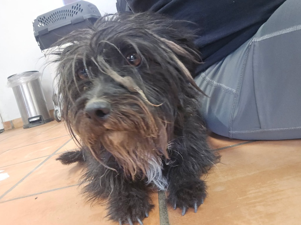 Selena, an adoptable Havanese, Mixed Breed in Coachella, CA, 92236 | Photo Image 3