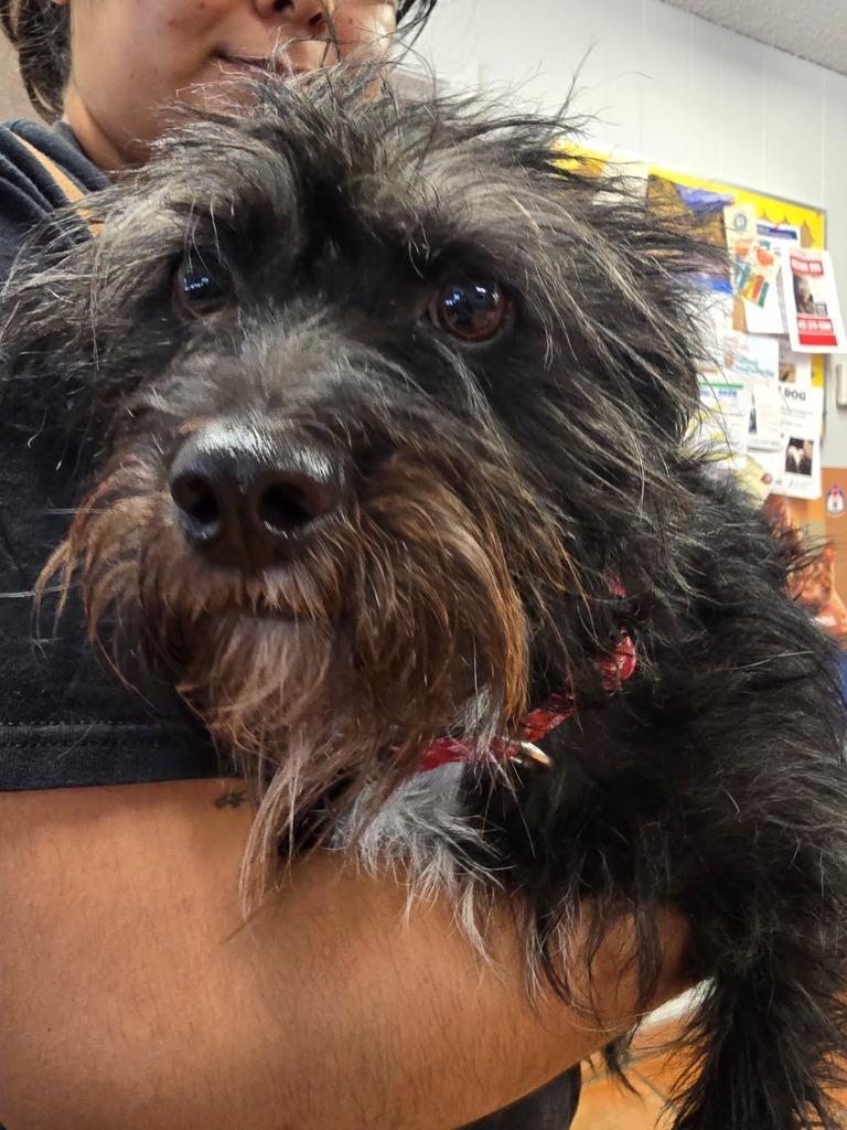 Selena, an adoptable Havanese, Mixed Breed in Coachella, CA, 92236 | Photo Image 4