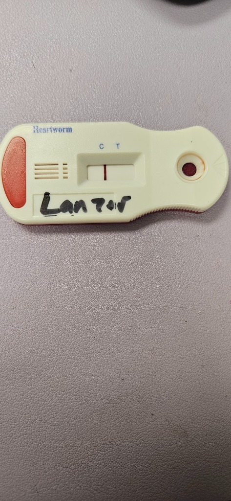 Lanzer