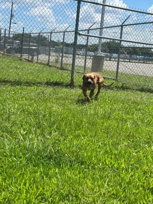 Becky, Adult Female Terrier