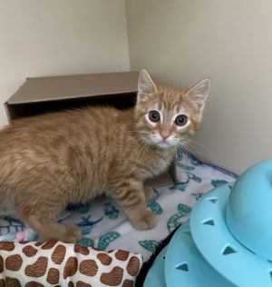 Primary Color Orange Tabby Weight 27lbs Age 0yrs 0mths 10wks Animal has been Neutered