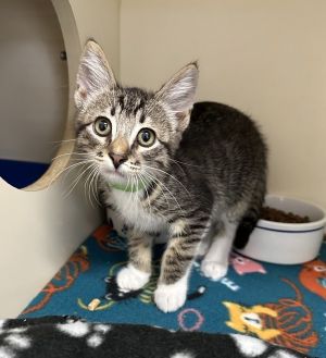 Primary Color Brown Tabbywhite Weight 29lbs Age 0yrs 0mths 9wks Animal has been Neutered