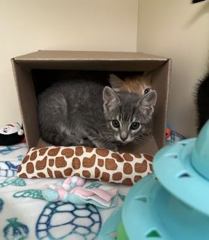 Primary Color Grey Tabby Weight 17lbs Age 0yrs 0mths 11wks Animal has been Neutered