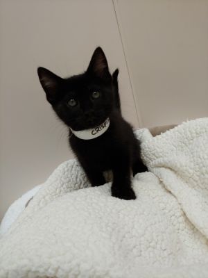Crispix Domestic Short Hair Cat
