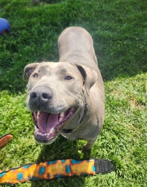 In her free time Denise enjoys rolling or laying in the grass and getting pets especially having h