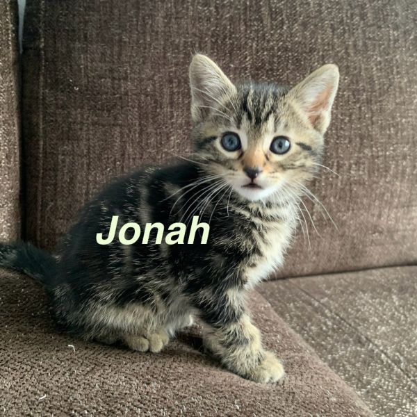 Jonah