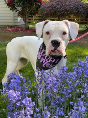 Joy Boxer Dog