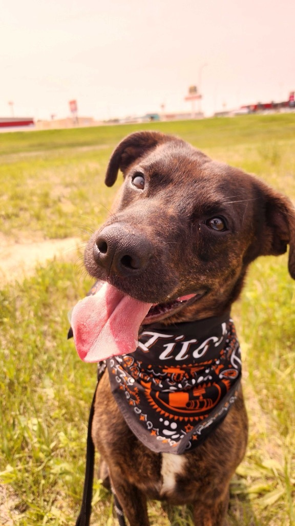 Tito, an adoptable Mixed Breed in Minot, ND, 58702 | Photo Image 1