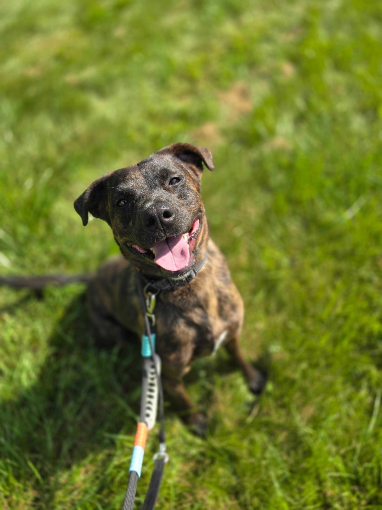 Tito, an adoptable Mixed Breed in Minot, ND, 58702 | Photo Image 1