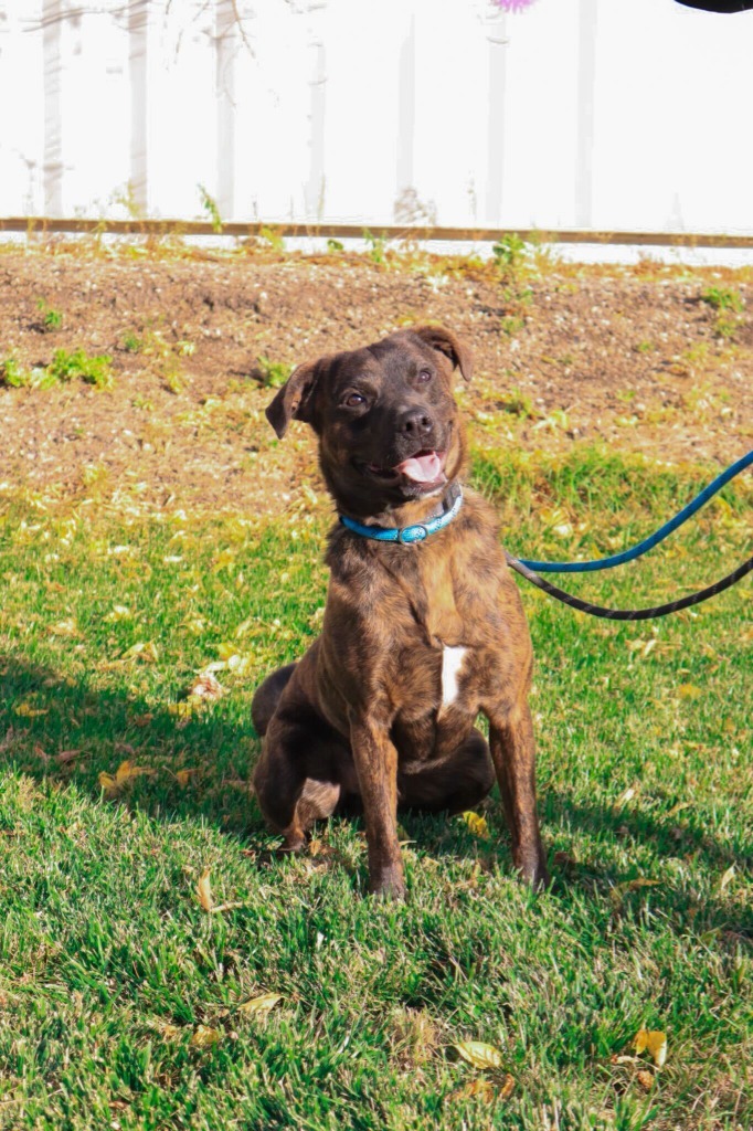 Tito, an adoptable Mixed Breed in Minot, ND, 58702 | Photo Image 1