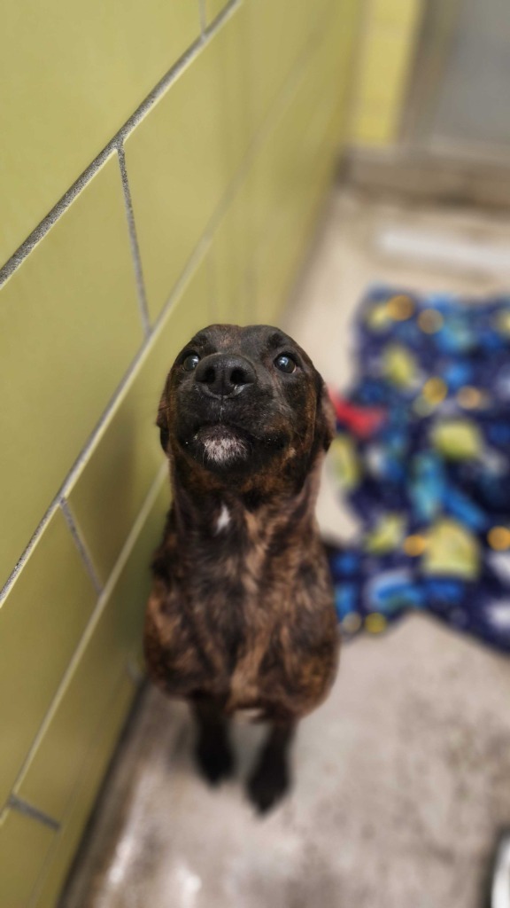 Tito, an adoptable Mixed Breed in Minot, ND, 58702 | Photo Image 2