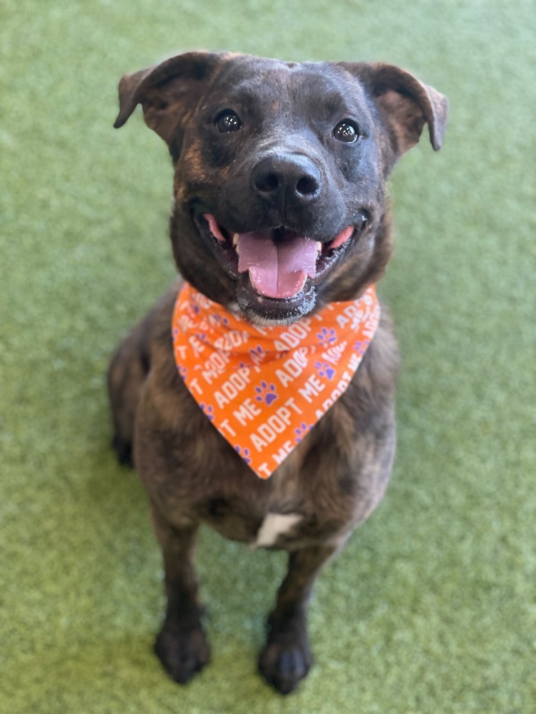 Tito, an adoptable Mixed Breed in Minot, ND, 58702 | Photo Image 5