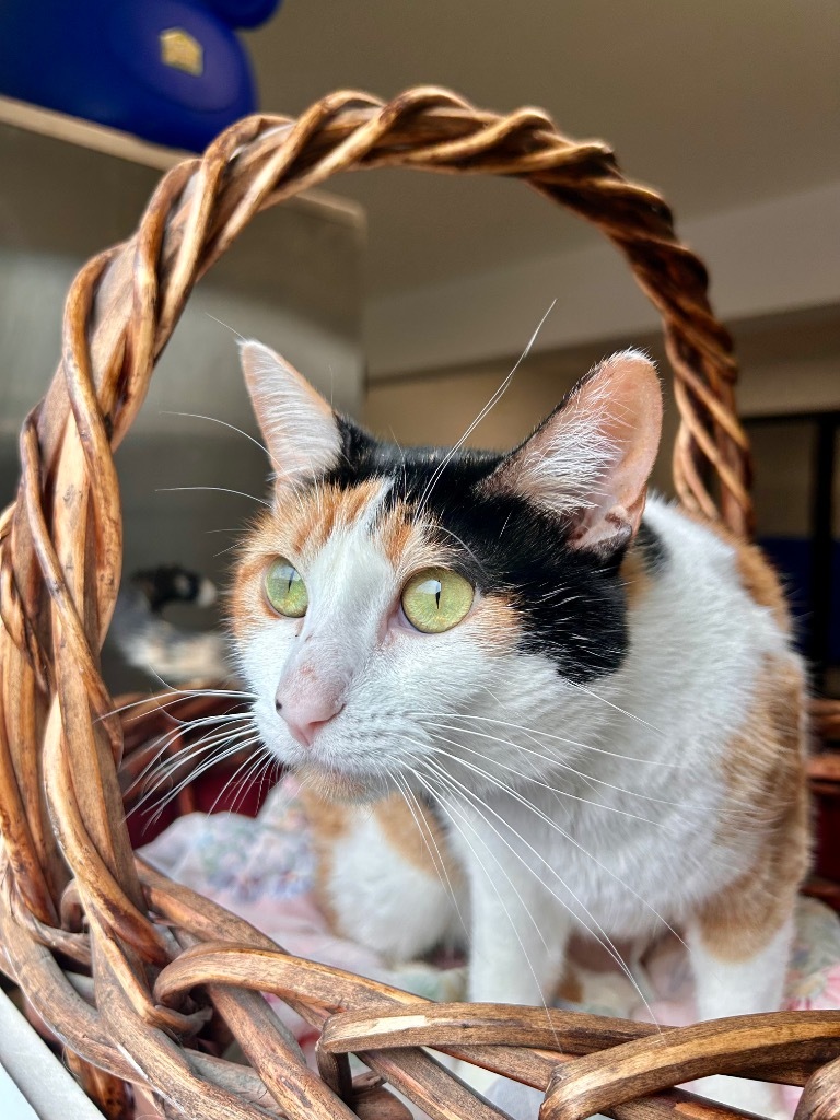 Mrs. Norris, an adoptable Domestic Short Hair in Minot, ND, 58702 | Photo Image 1