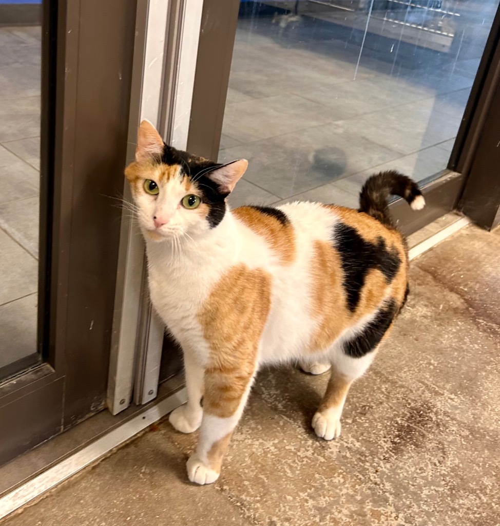 Mrs. Norris, an adoptable Domestic Short Hair in Minot, ND, 58702 | Photo Image 1