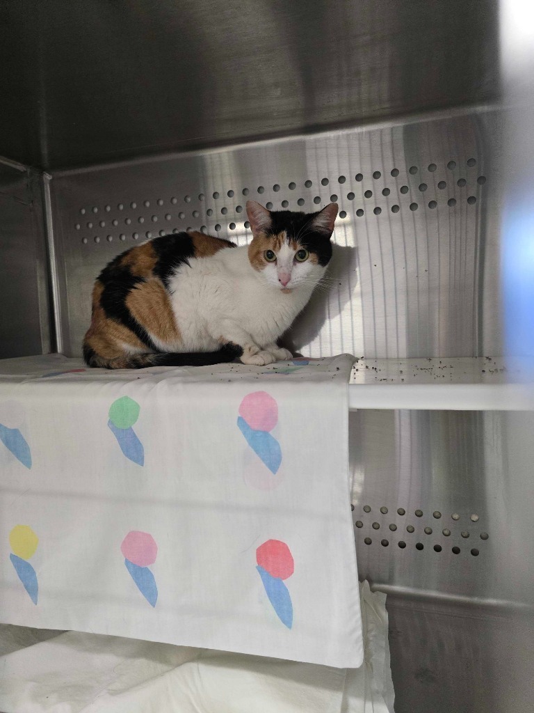 Mrs. Norris, an adoptable Domestic Short Hair in Minot, ND, 58702 | Photo Image 2