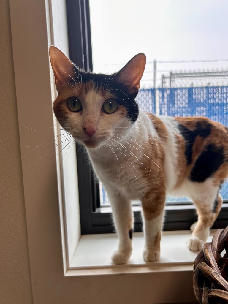 Mrs. Norris, an adoptable Domestic Short Hair in Minot, ND, 58702 | Photo Image 3