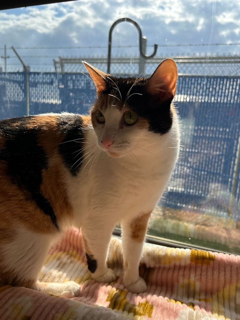 Mrs. Norris, an adoptable Domestic Short Hair in Minot, ND, 58702 | Photo Image 5