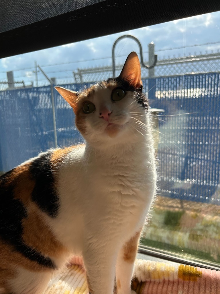 Mrs. Norris, an adoptable Domestic Short Hair in Minot, ND, 58702 | Photo Image 6