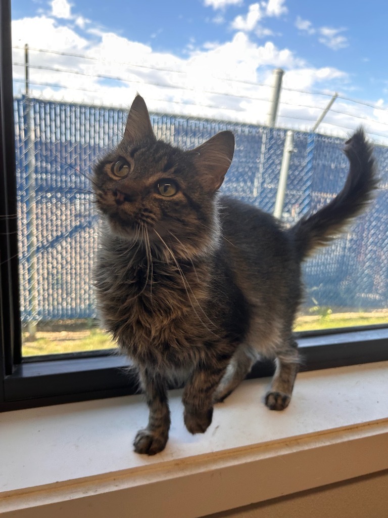 Cinderella, an adoptable Domestic Long Hair in Minot, ND, 58702 | Photo Image 1