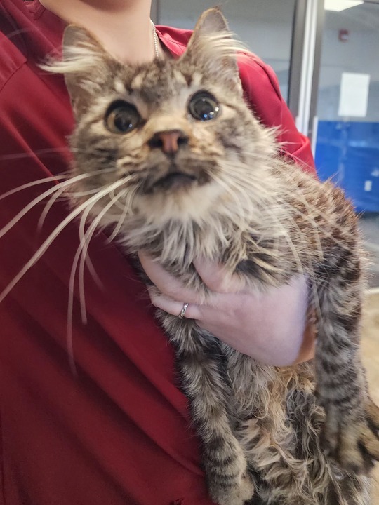 Cinderella, an adoptable Domestic Long Hair in Minot, ND, 58702 | Photo Image 2