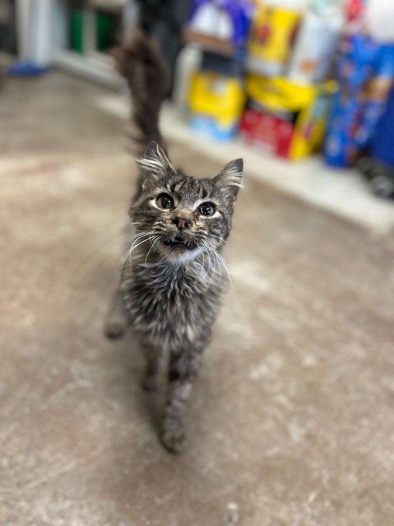 Cinderella, an adoptable Domestic Long Hair in Minot, ND, 58702 | Photo Image 3