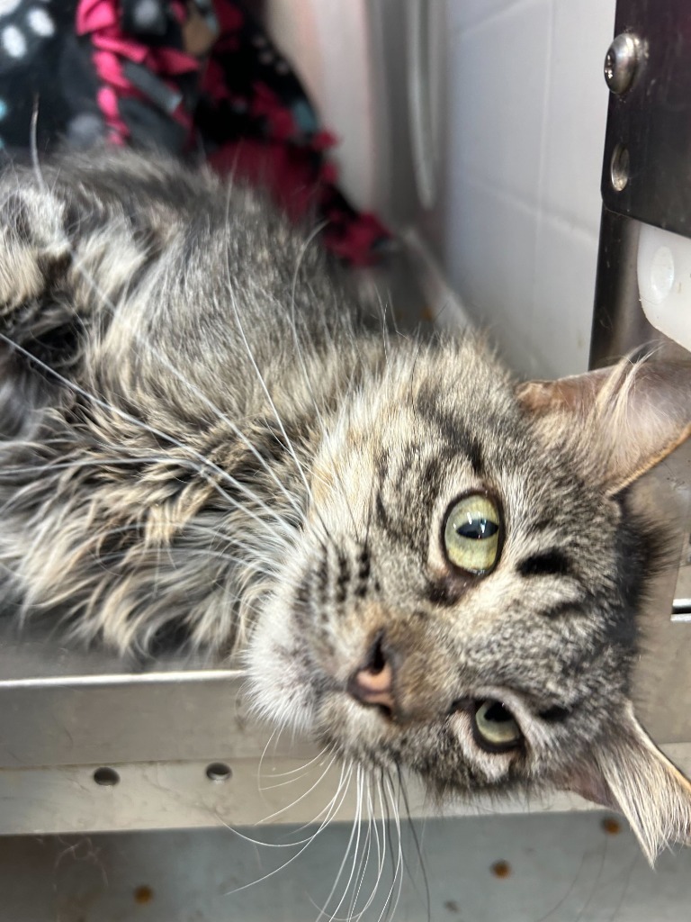 Cinderella, an adoptable Domestic Long Hair in Minot, ND, 58702 | Photo Image 4