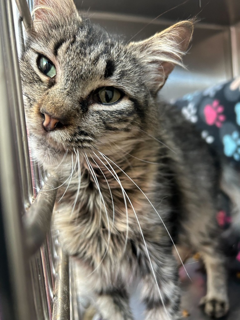 Cinderella, an adoptable Domestic Long Hair in Minot, ND, 58702 | Photo Image 5
