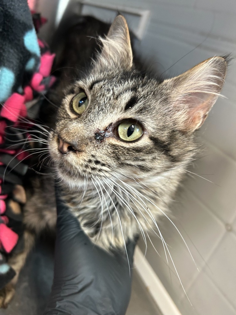 Cinderella, an adoptable Domestic Long Hair in Minot, ND, 58702 | Photo Image 6