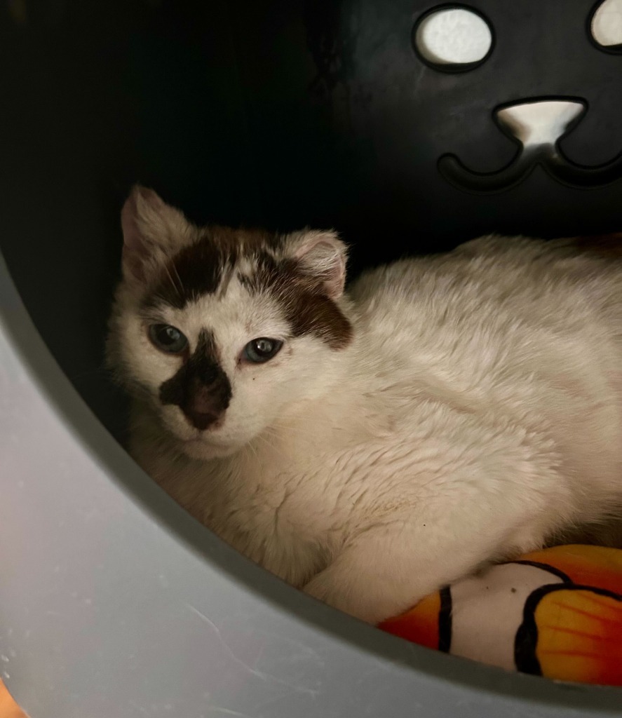 Hedwig