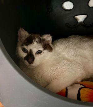 Hedwig, Adult Female Domestic Short Hair